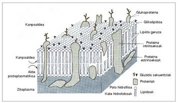 1. Irudia: Mintz plasmatikoa, mikroskopio elektronikoaren bidez ikusia.<br><br>166